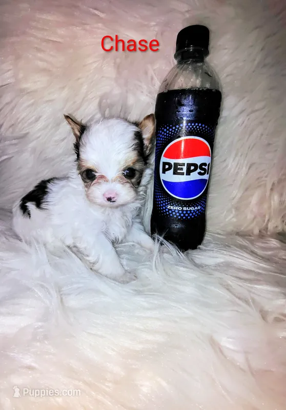 Chase – Yorkshire Terrier puppy for sale in Tool, TX
