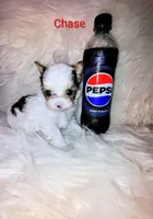 Chase, a male Yorkshire Terrier for sale in Tool, TX – 1 of 5