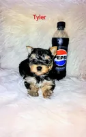 Tyler, a male Yorkshire Terrier for sale in Tool, TX – 6 of 6