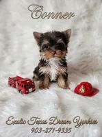Conner, a male Yorkshire Terrier for sale in Kemp, TX – 1 of 6