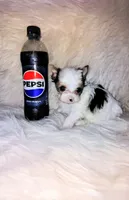 Chase, a male Yorkshire Terrier for sale in Tool, TX – 5 of 5