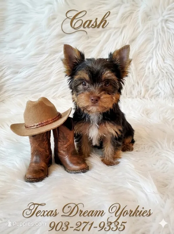 Cash – Yorkshire Terrier puppy for sale in Kemp, TX