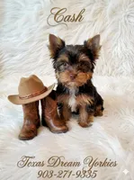 Cash, a male Yorkshire Terrier for sale in Kemp, TX – 1 of 6