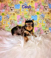 Cash, a male Yorkshire Terrier for sale in Tool, TX – 5 of 5