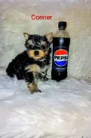 Conner, a male Yorkshire Terrier for sale in Tool, TX – 2 of 5