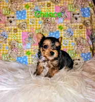 Chance, a male Yorkshire Terrier for sale in Tool, TX – 2 of 7