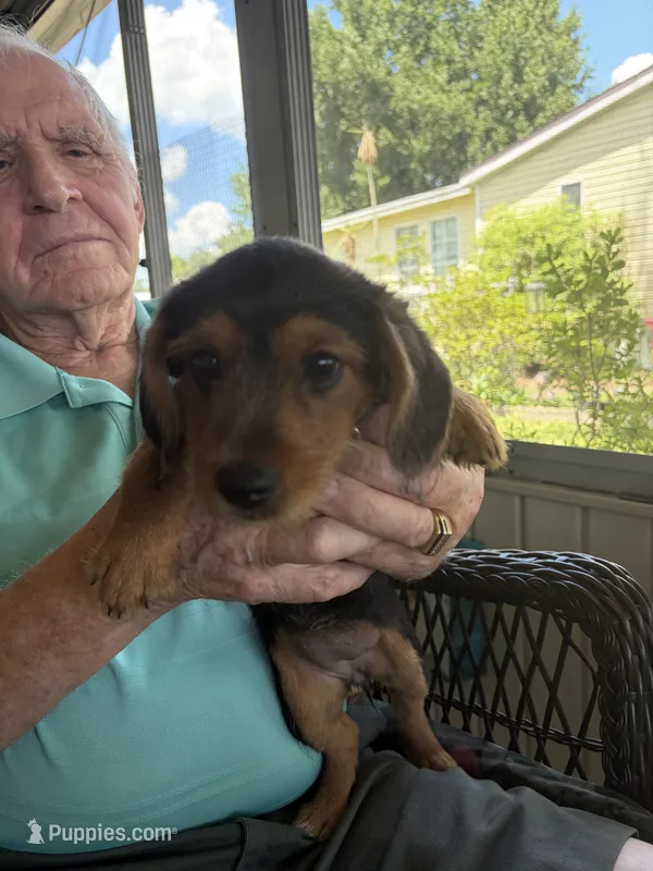 mr orange – Dachshund, Yorkshire Terrier puppy for sale in Polk City, FL