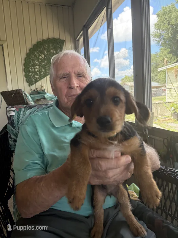 mr blue – Yorkshire Terrier puppy for sale in Polk City, FL