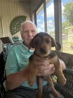 mr blue, a male Yorkshire Terrier for sale in Polk City, FL – 1 of 1