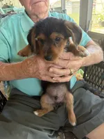 mr green, a male Dachshund and Yorkshire Terrier for sale in Polk City, FL – 2 of 2