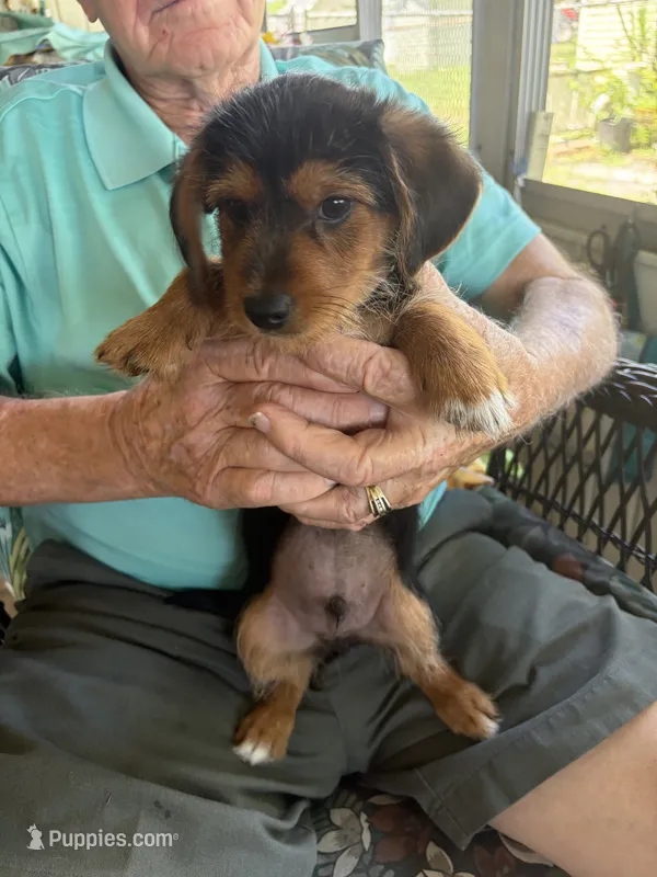 mr green – Dachshund, Yorkshire Terrier puppy for sale in Polk City, FL