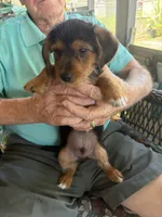 mr green, a male Dachshund and Yorkshire Terrier for sale in Polk City, FL – 1 of 2