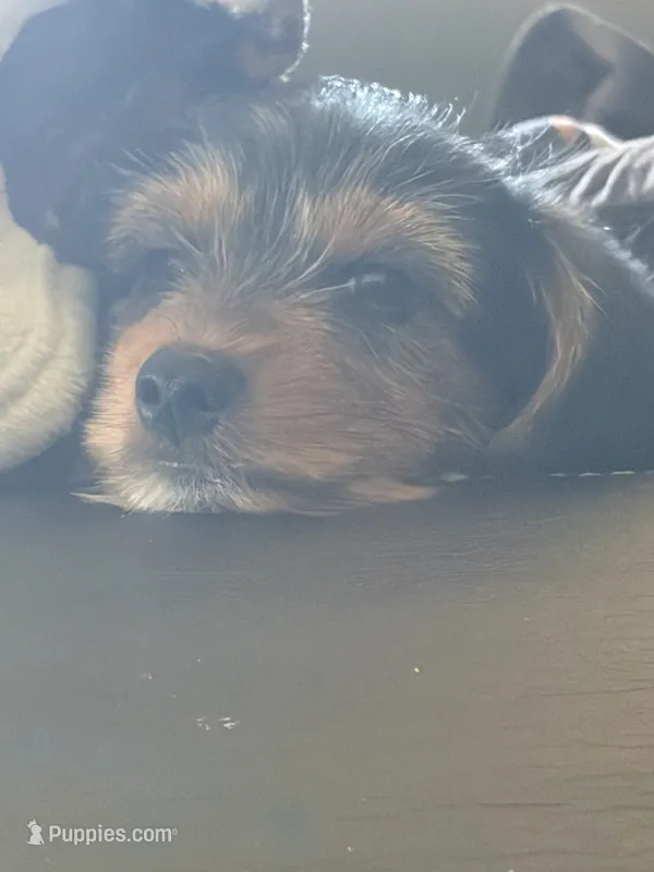mr pink – Yorkshire Terrier puppy for sale in Polk City, FL