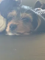 mr pink, a male Yorkshire Terrier for sale in Polk City, FL – 1 of 1