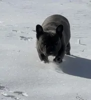 Gunner, a male French Bulldog for sale in Mount Vernon, MO – Photo 4 of 7