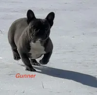 Gunner, a male French Bulldog for sale in Mount Vernon, MO – Photo 2 of 7