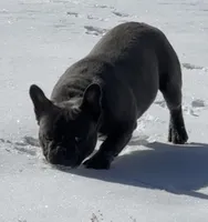 Gunner, a male French Bulldog for sale in Mount Vernon, MO – Photo 7 of 7