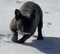 Gunner, a male French Bulldog for sale in Mount Vernon, MO – Photo 6 of 7