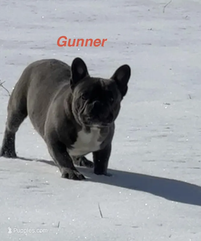 Gunner