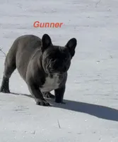 Gunner, a male French Bulldog for sale in Mount Vernon, MO – Photo 1 of 7