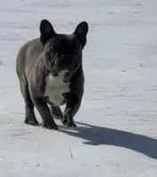 Gunner, a male French Bulldog for sale in Mount Vernon, MO – Photo 3 of 7