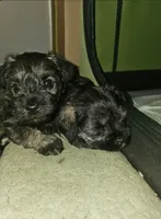 Mini, a female Miniature Schnauzer for sale in Hillsborough, NH – 5 of 5