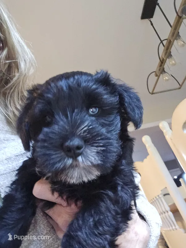 Blue – Miniature Schnauzer puppy for sale in Hillsborough, NH
