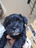 Blue, a male Miniature Schnauzer for sale in Hillsborough, NH – 1 of 3