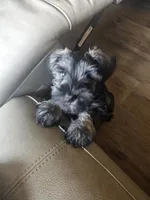Candy, a female Miniature Schnauzer for sale in Hillsborough, NH – 3 of 5