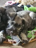 Candy, a female Miniature Schnauzer for sale in Hillsborough, NH – 2 of 5