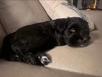 Blue, a male Miniature Schnauzer for sale in Hillsborough, NH – 2 of 3