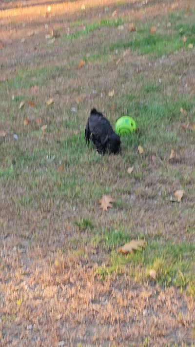 Blue, a male Miniature Schnauzer for sale in Hillsborough, NH – 3 of 3