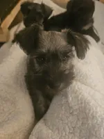 Candy, a female Miniature Schnauzer for sale in Hillsborough, NH – 5 of 5