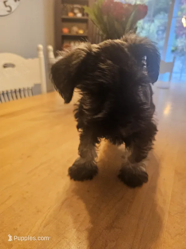 Candy – Miniature Schnauzer puppy for sale in Hillsborough, NH