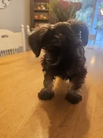 Candy, a female Miniature Schnauzer for sale in Hillsborough, NH – 1 of 5
