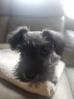 Candy, a female Miniature Schnauzer for sale in Hillsborough, NH – 4 of 5