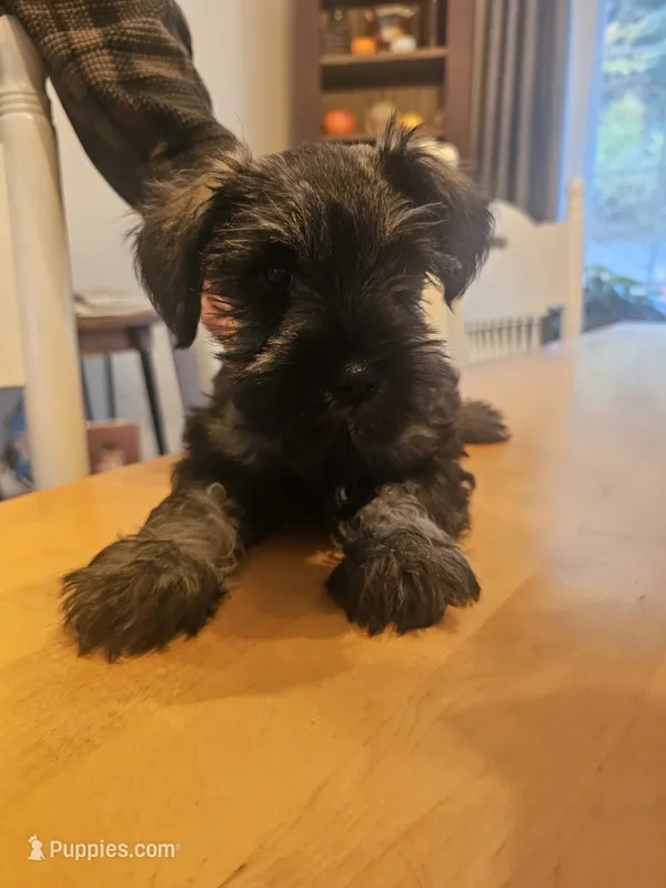 Mini – Miniature Schnauzer puppy for sale in Hillsborough, NH