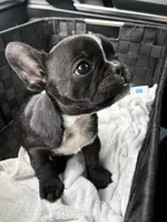 Mira, a female French Bulldog for sale in Garland, TX – 4 of 5