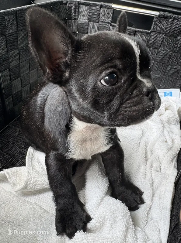 Mira – French Bulldog puppy for sale in Garland, TX
