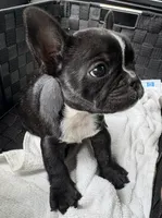 Mira, a female French Bulldog for sale in Garland, TX – 1 of 5