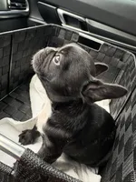 Mira, a female French Bulldog for sale in Garland, TX – 2 of 5