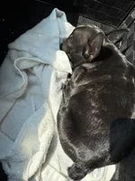 Mira, a female French Bulldog for sale in Garland, TX – 5 of 5