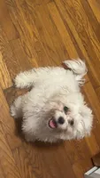 Boo, a female Shih Tzu for sale in Oswego, IL – 4 of 5