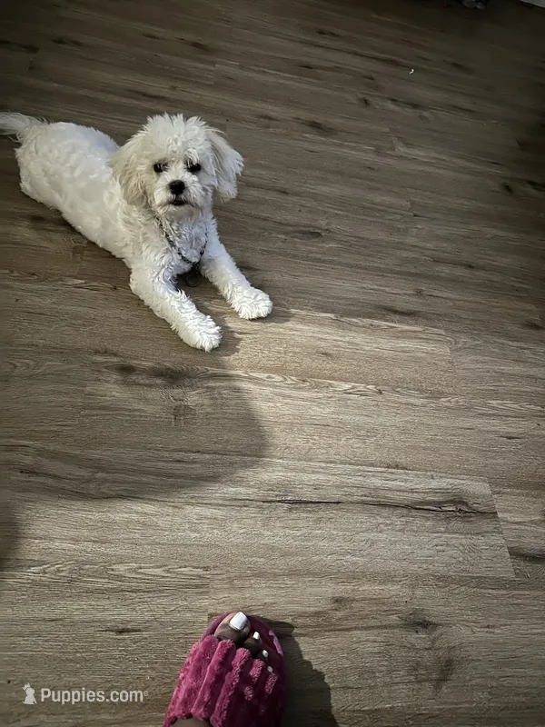 Boo – Shih Tzu puppy for sale in Oswego, IL