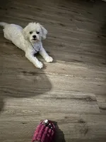 Boo, a female Shih Tzu for sale in Oswego, IL – 1 of 5