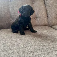 Alan, a male Aussiedoodle and Poodle - Toy  for sale in Utica, OH – 4 of 7