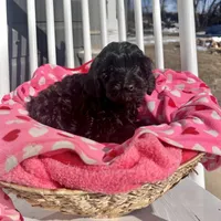 Alan, a male Aussiedoodle and Poodle - Toy  for sale in Utica, OH – 3 of 7