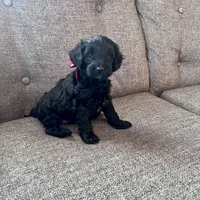 Alan, a male Aussiedoodle and Poodle - Toy  for sale in Utica, OH – 7 of 7
