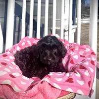 Alan, a male Aussiedoodle and Poodle - Toy  for sale in Utica, OH – 1 of 7
