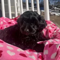 Alan, a male Aussiedoodle and Poodle - Toy  for sale in Utica, OH – 2 of 7